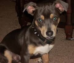 Dachshund Chihuahua Mix Black And Brown Full Grown Chiweenie Chiweenie Chiweenie Dogs Dog Breeds Pictures