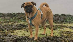 Jug Dog Breeds Purina Australia