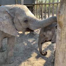 The Orphanage Elephant Havens Wildlife Foundation The fifth elephant is a forum for conversations about data, #machinelearning, #datascience in production;