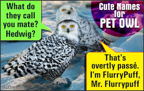 Hedwig serves as harry's on. Presenting Some Really Cute And Adorable Names For Your Pet Owl Bird Eden