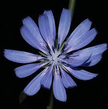 Image result for Hirpicium gracile