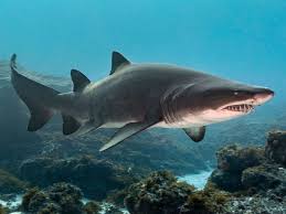 It belongs to the order carcharhiniformes along with 270 other species of sharks including the blacktip reef shark, bull shark and gray reef. Shark Attacks What Are The Most Dangerous Places In America Here S Your Guide Abc News