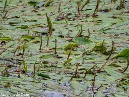 Image result for Potamogeton