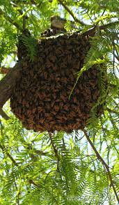 Sometimes, though, the queen can be moved to start a new hive. Bee Removal Gilbert Az Flat Rate Guaranteed Service