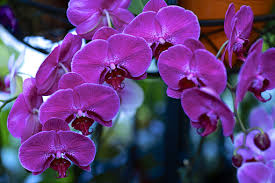 Search for other florists on the real yellow pages®. Florist Stamford Florist Reviews And Photos 625 Bedford St Stamford Ct 06901 Usa