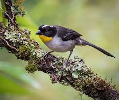 Image result for Agelanthus sp. aff. A. brunneus