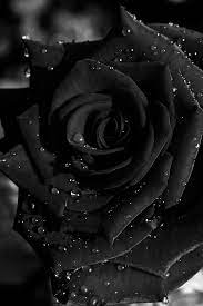 We are so in love with the past, we forget to get excited about the future. Black Rose Wallpaper Iphone 11 Novocom Top