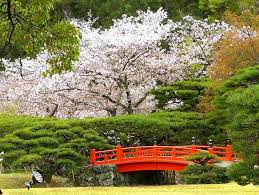 Download gambar pemandangan untuk wallpaper. Pemandangan Bunga Sakura Terindah Di Jepang Japanesian