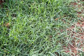 Yukon bermuda grass seed turf quality improved cold. Bermudagrass Home Garden Information Center