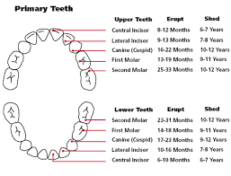 38 Printable Baby Teeth Charts Timelines Template Lab