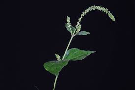 Image result for Cyathula