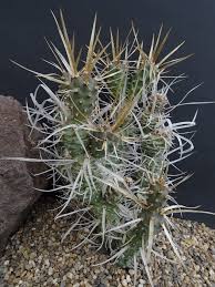 Find photos of cactus spines. Plantfiles Pictures Tephrocactus Species Paper Spine Cactus Tephrocactus Articulatus Var Papyracanthus By Kell