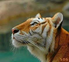 Female Bengal Golden Tabby Tiger Animals Beautiful Majestic Animals Animals