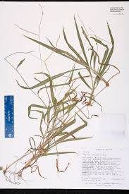 Image result for Paspalum conjugatum