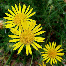 Image result for Hirpicium bechuanense