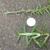 When and how to plant centipede grass. Https Encrypted Tbn0 Gstatic Com Images Q Tbn And9gcqgav Zec0quruine Ggxynnmk2hkvrtabfo9inwuirzazitdrk Usqp Cau