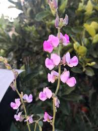 Image result for Lablab