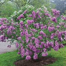Local to europe and asia, a lilac plant can be naturalized pretty much anyplace on the planet that has the best possible most lilac plants require full sun, yet some will tolerate partial shade, at the expense of fewer and smaller blooms. Lilacs Lilac Bushes For Sale Gurney S