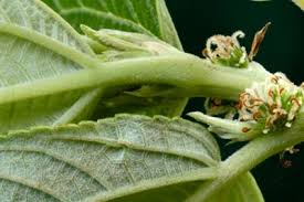 Image result for Pouzolzia parasitica