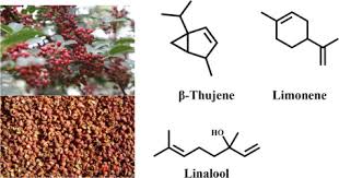 Image result for Zanthoxylum usambarense