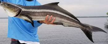 Black And White Striped Fish In The Gulf Of Mexico Saltwater Fish Species South Atlantic Gulf Of Mexico And Caribbean Florida Go Fishing