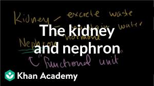In this nephron worksheet students color the parts of the nephron and answer five questions about the structures and functions of the parts of the nephron. The Kidney And Nephron Video Khan Academy