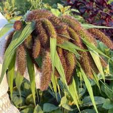Image result for Setaria longiseta