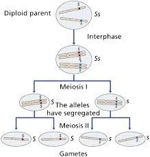 Intro To Genetics