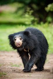 Sloth Bear By Nimit Virdi Sloth Bear Bear Sloth