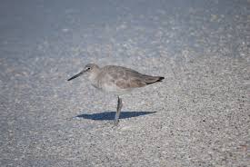 Image result for Sandy Beach Brown 2011 Captiva