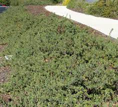 Tall, it covers quickly and crowds out weeds, and it gets thicker and stronger every year. California Native Plant Ground Cover Plants