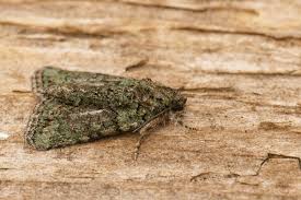 Image result for Cryphia algae