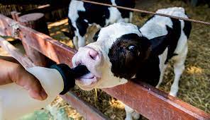 How To Successfully Raise Bottle Calves Hobby Farms
