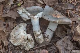 Image result for Russula variata