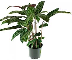 Image result for Ktenante Ctenanthe