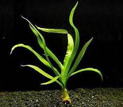 Although it can grow in low light, it looks much less lush under these conditions. Pin On Aquascape Aquatic Plants