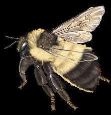 Image result for Bombus flavidus