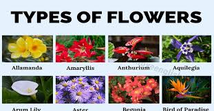 They also make good bouquets for weddings and various other occasions. Types Of Flowers 70 Different Types Of Flowers In The World Love English