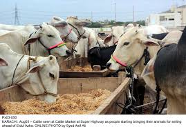 Camel milk has been used for centuries in middle eastern societies. Camel Milk Is More Nutritious Than Cow S