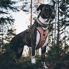 Not easing or letting up. Non Stop Dogwear Ultra Harness 117 Hunde Geschirr Fur Viele Aktivitaten Lauflust De