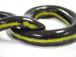 Image result for Kotschya aeschynomenoides