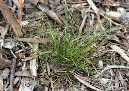 Image result for Schoenus