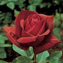 Pin On Roses Jung Seed And Plants Catalog