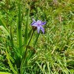 Image result for Aristea abyssinica