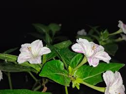 Plant four o'clocks near porches, decks flowers open mid afternoon to sunset, and remain open all night to fill the air with spicy perfume. File Mirabilis Jalapa 4 O Clock Plant Bengali Name à¦¸à¦¨ à¦§ à¦¯ à¦® à¦²à¦¤ Jpg Wikimedia Commons
