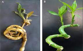 Check spelling or type a new query. Artificial Inoculation With Colletotrichum Dracaenophilum On Whole Download Scientific Diagram
