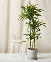 Obviously, plants need exposure to solar energy or sunlight, but too much exposure can cause fading of their leaves or become scorched. 11 Best Indoor Plants For Your Home In 2021 Air Purifying Plants