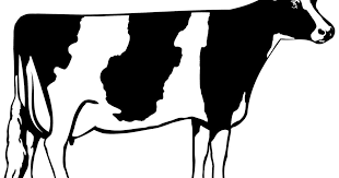 Gunakan hewan png gratis ini untuk desain web, desain dtp, selebaran, proposal, proyek sekolah, poster, dan lainnya. Transparent Cow Png Clipart 1200x630 Download Hd Wallpaper Wallpapertip