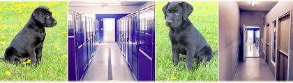 Dedicated to breeding healthy and intelligent labrador retriever puppies. Meadowview Kennels Dog Boarding And Dog Kennel