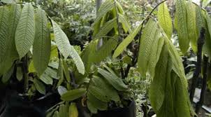 Antiplasmodial studies of eurycoma longifolia jack using the lactate dehydrogenase assay of plasmodium falciparum. Pokok Tongkat Ali Hitam Pure Dhab Tembam Facebook